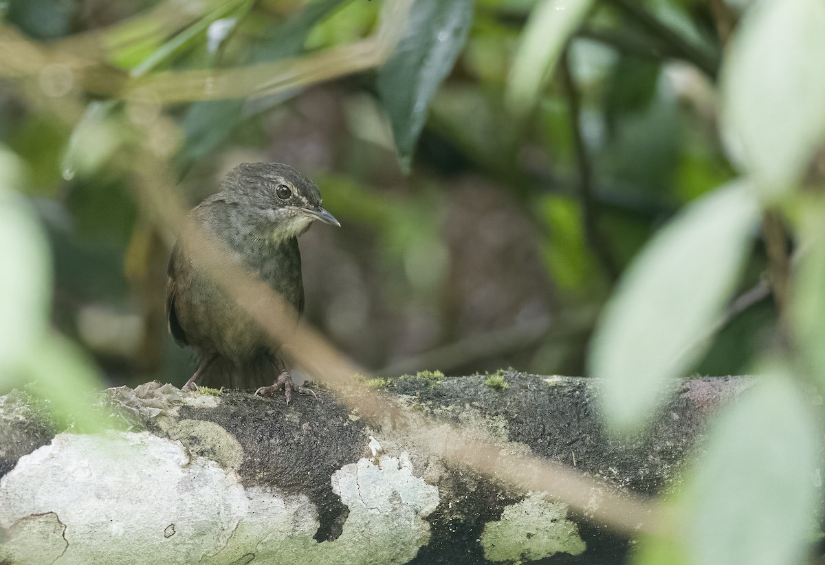 Long-tailed Bush Warbler - Forest Botial-Jarvis