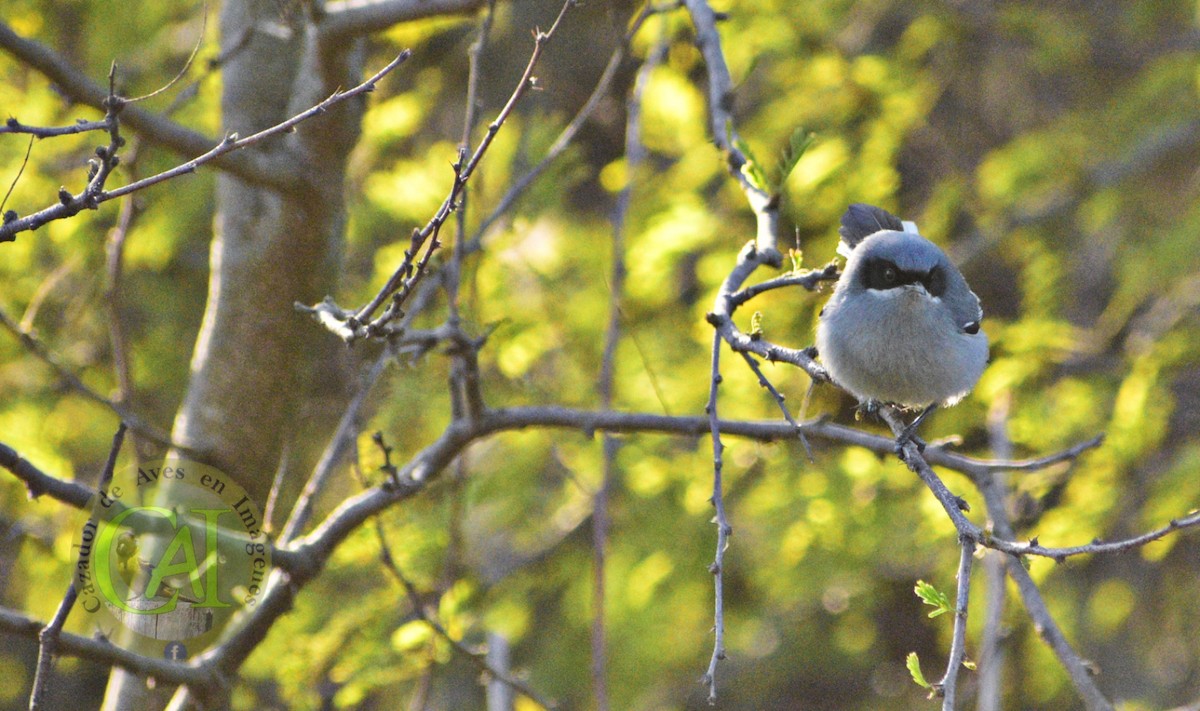 Masked Gnatcatcher - ML483132661