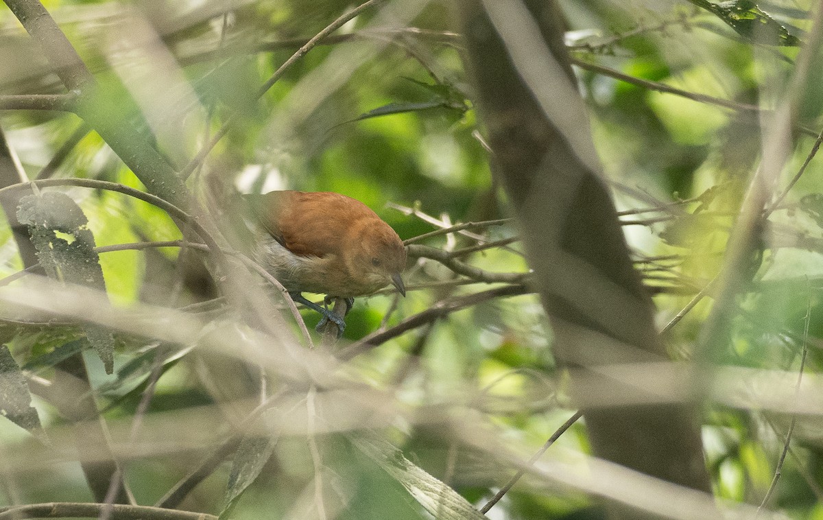 Cinnamon Ibon - Forest Botial-Jarvis