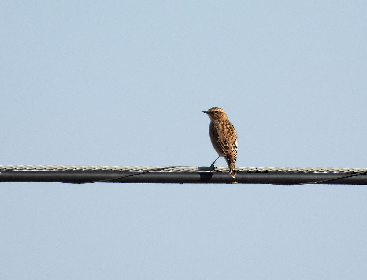 Whinchat - ML483133541