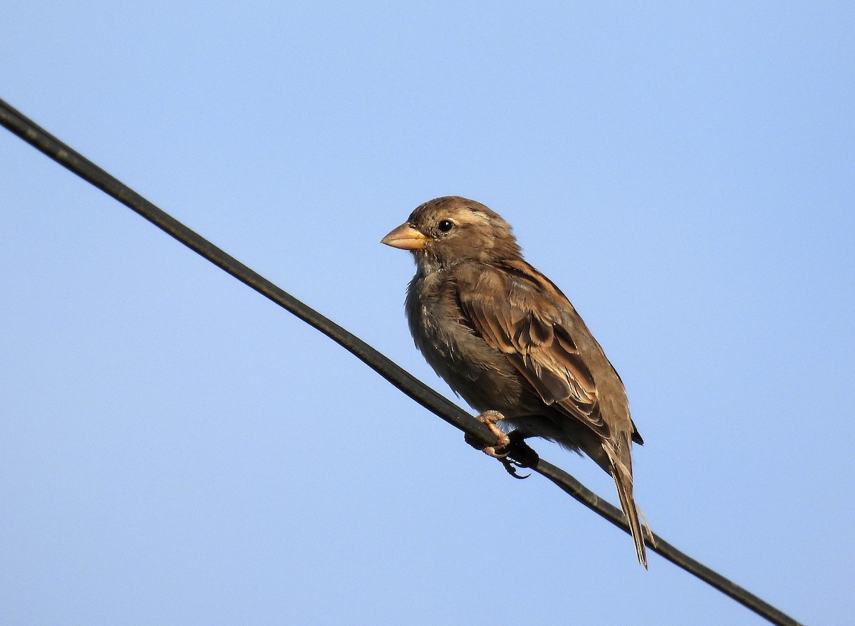 House Sparrow - ML483133681