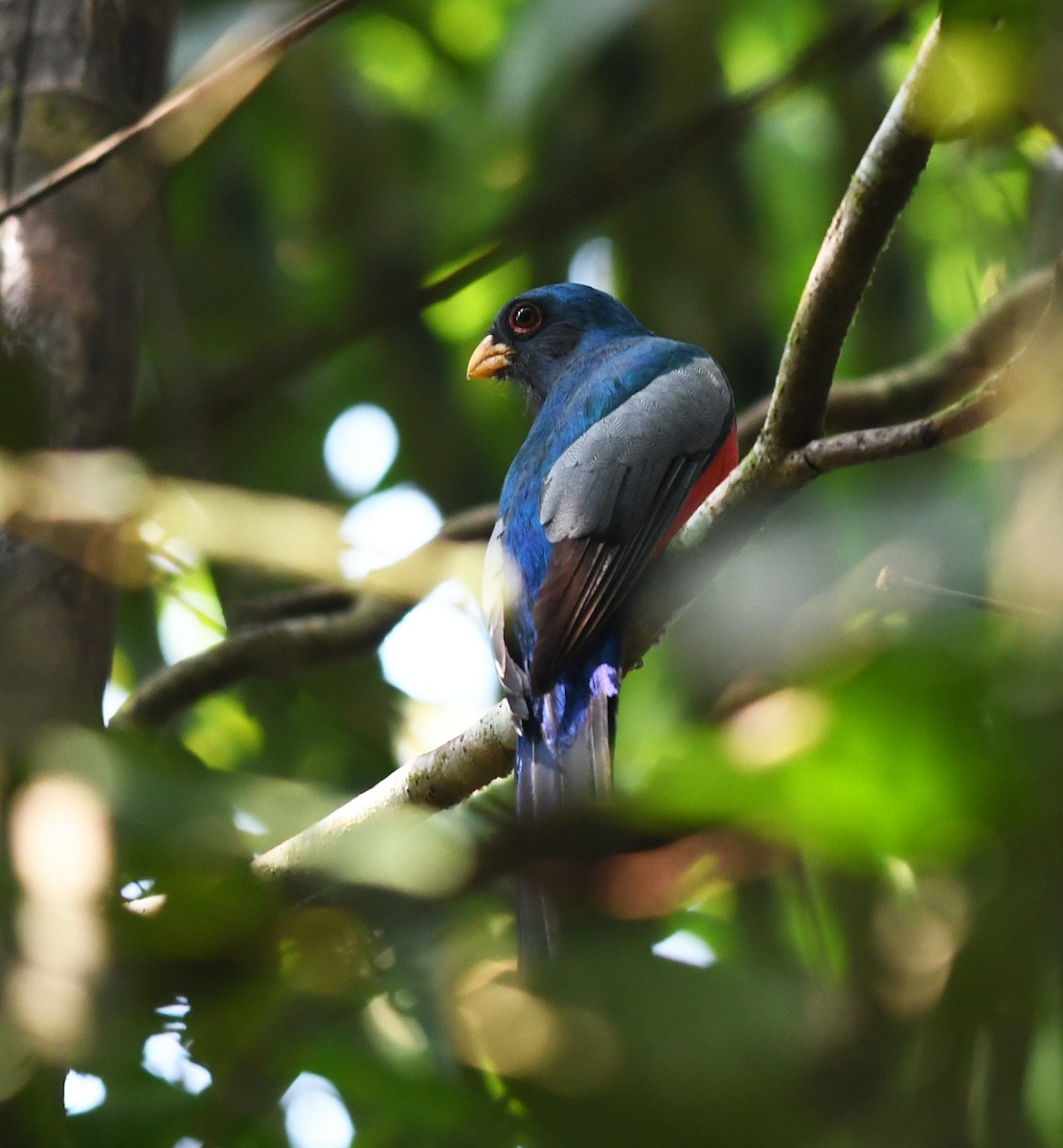 svarthaletrogon - ML483133901