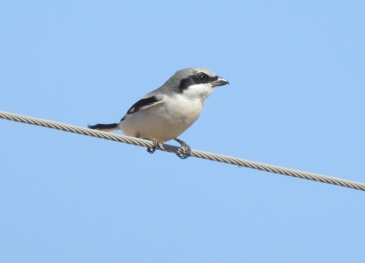 Loggerhead Shrike - Chris Davis