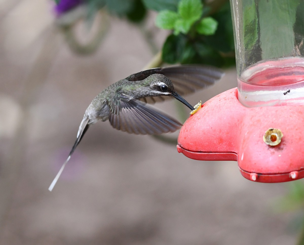 kolibřík běloknírkový - ML483134441