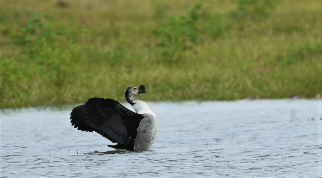 Knob-billed Duck - ML483135691