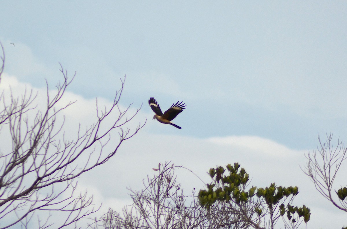 Yellow-headed Caracara - Olivier Marchal