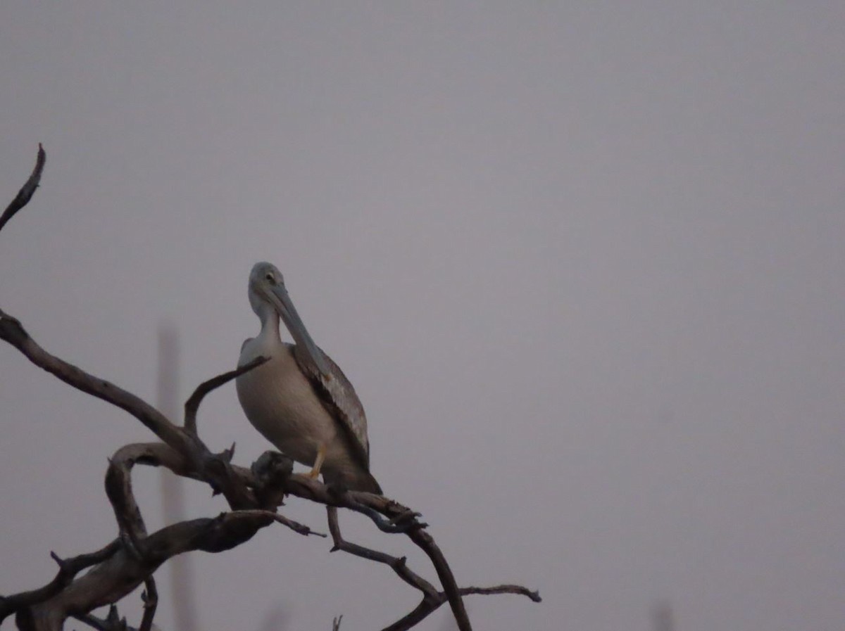 Pink-backed Pelican - ML483137911