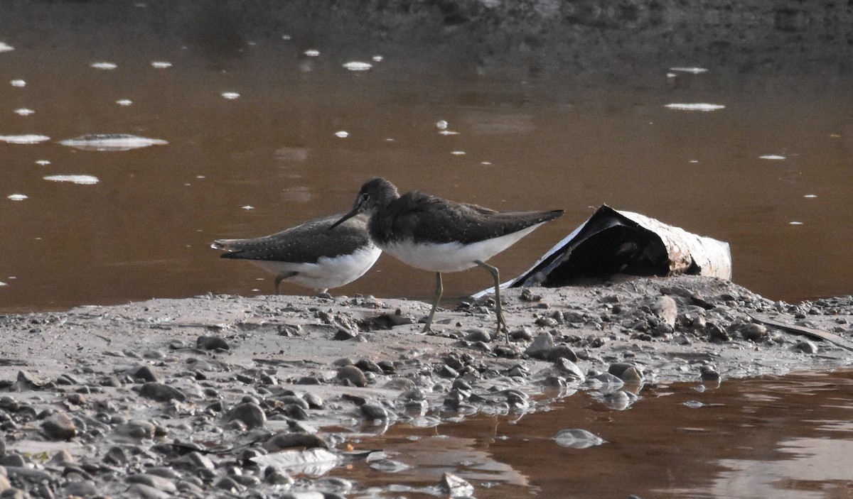 Green Sandpiper - Sanjiv Khanna