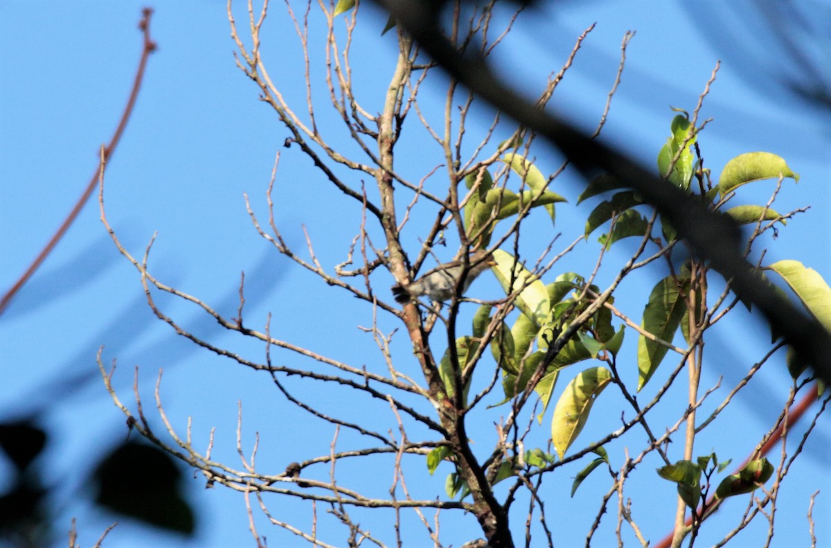 flowerpecker sp. - ML48313931