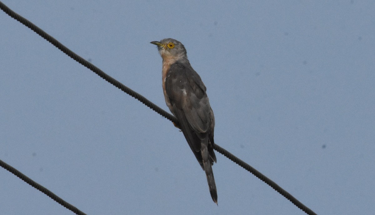 Common Hawk-Cuckoo - ML483139521