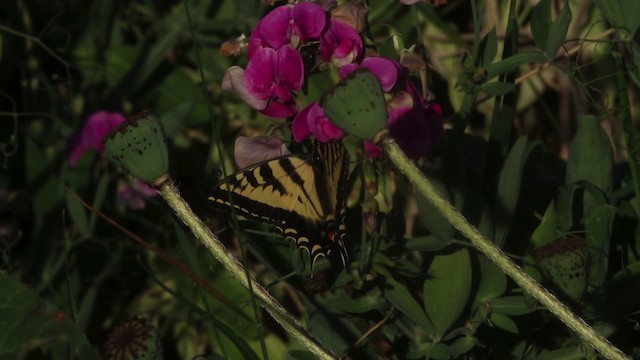 Western Tiger Swallowtail - ML483140