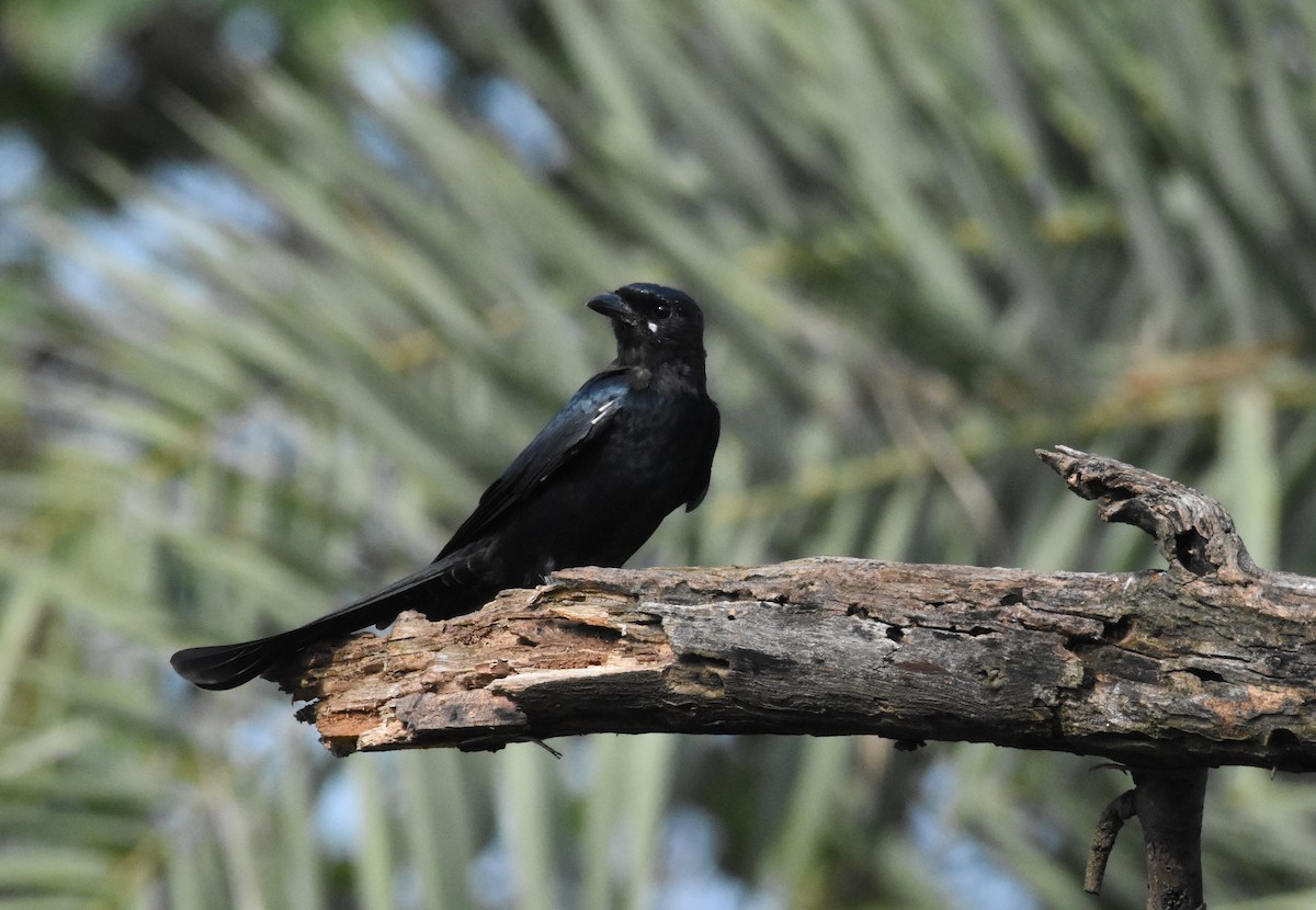 Black Drongo - ML483140241