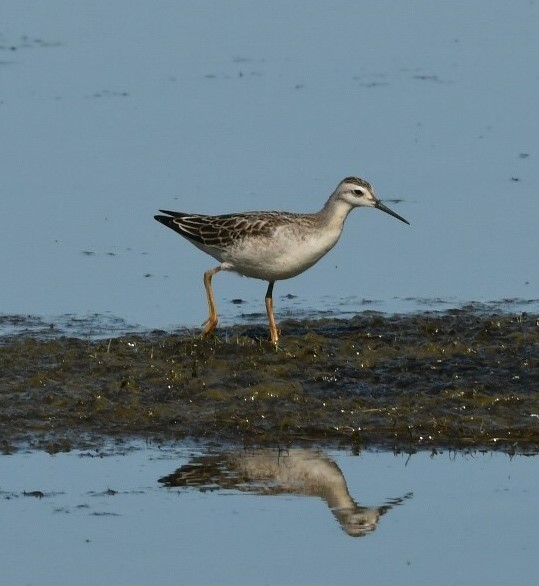 Wilson's Phalarope - ML483140471