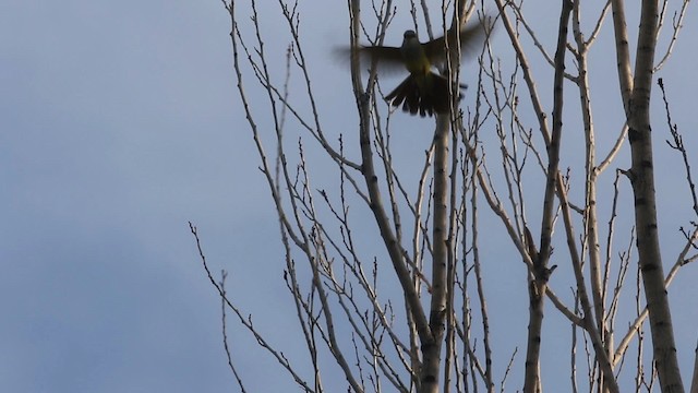 Western Kingbird - ML483141