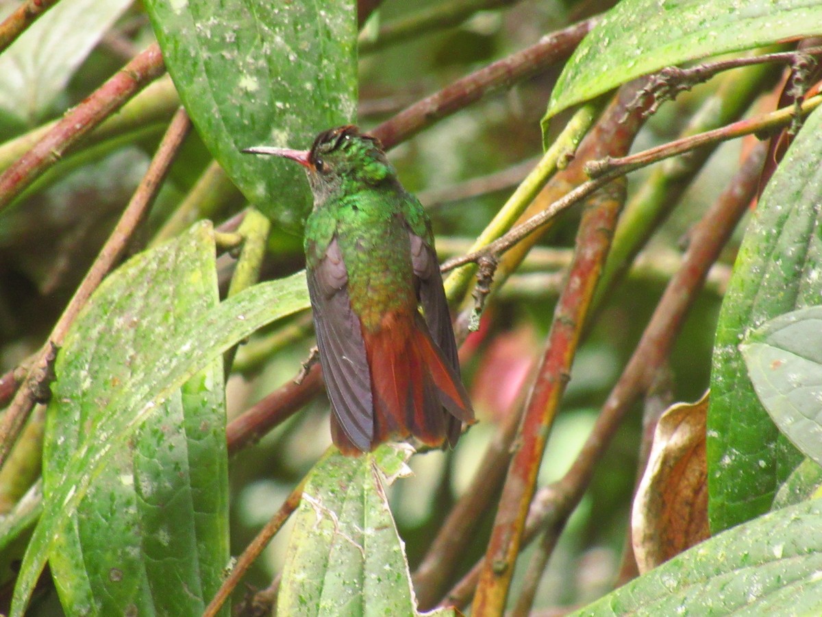 Rufous-tailed Hummingbird - Grupo de Monitoreo Areas Protegidas APSH