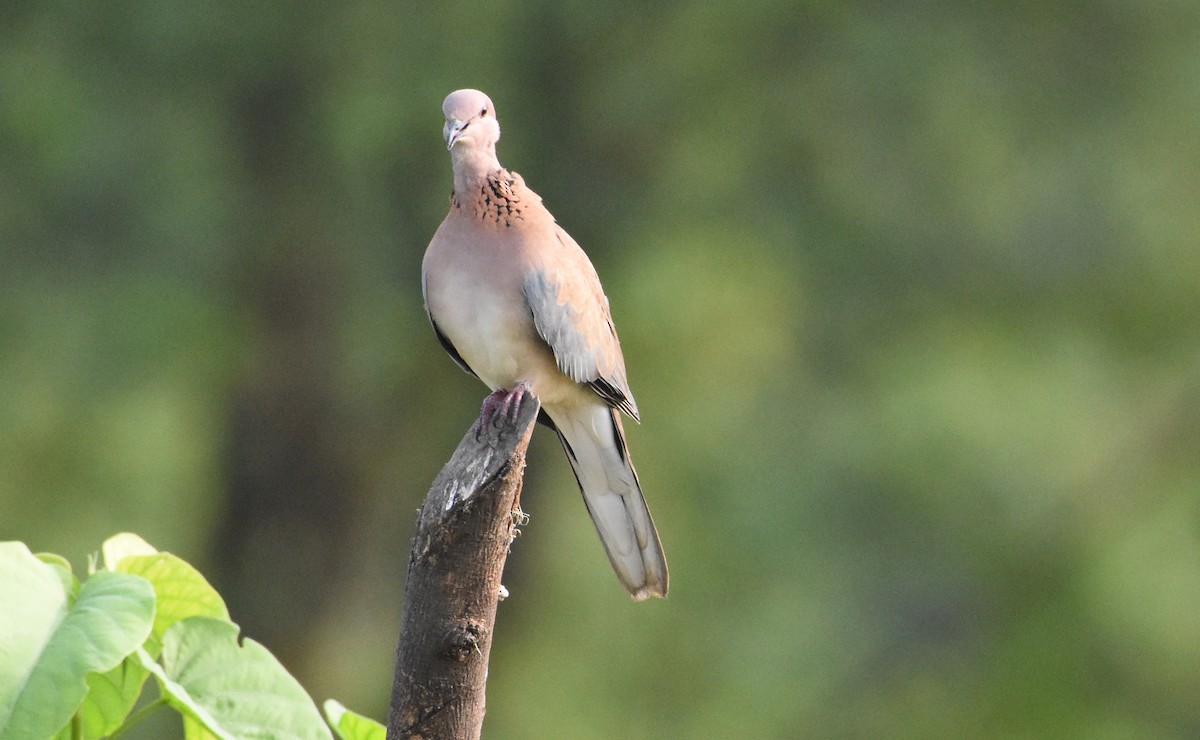 Tórtola Senegalesa - ML483141631