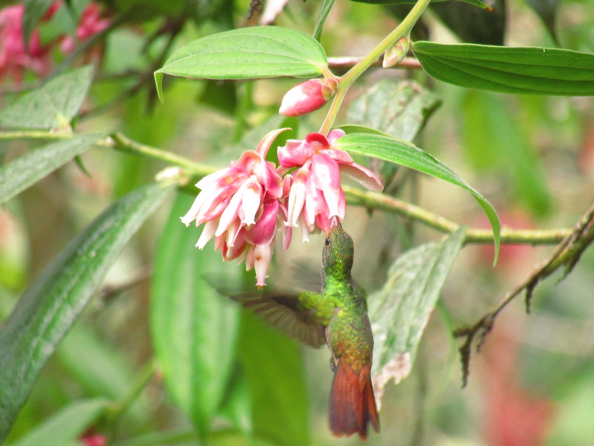 Rufous-tailed Hummingbird - ML483141661