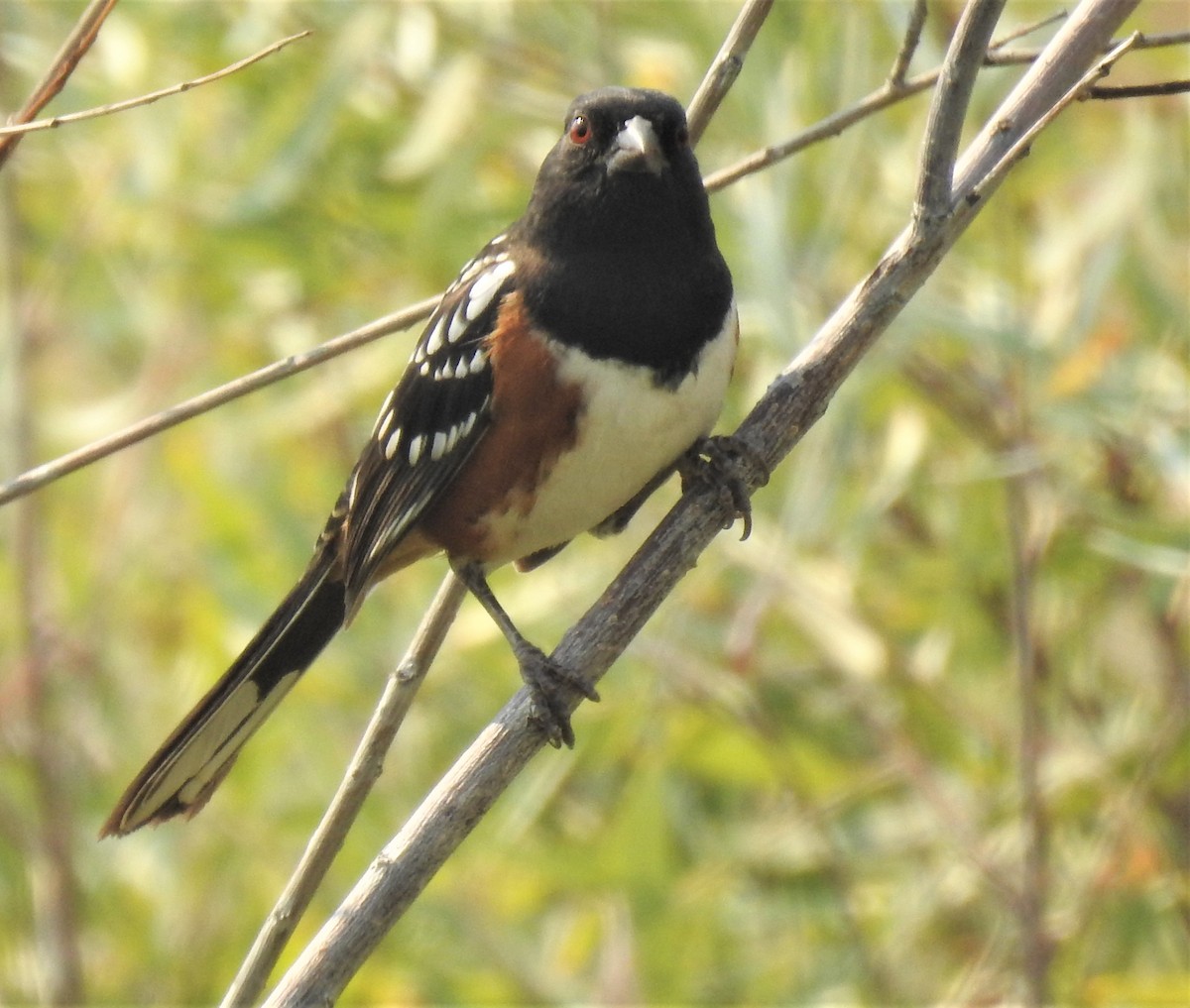 Spotted Towhee - ML483142641