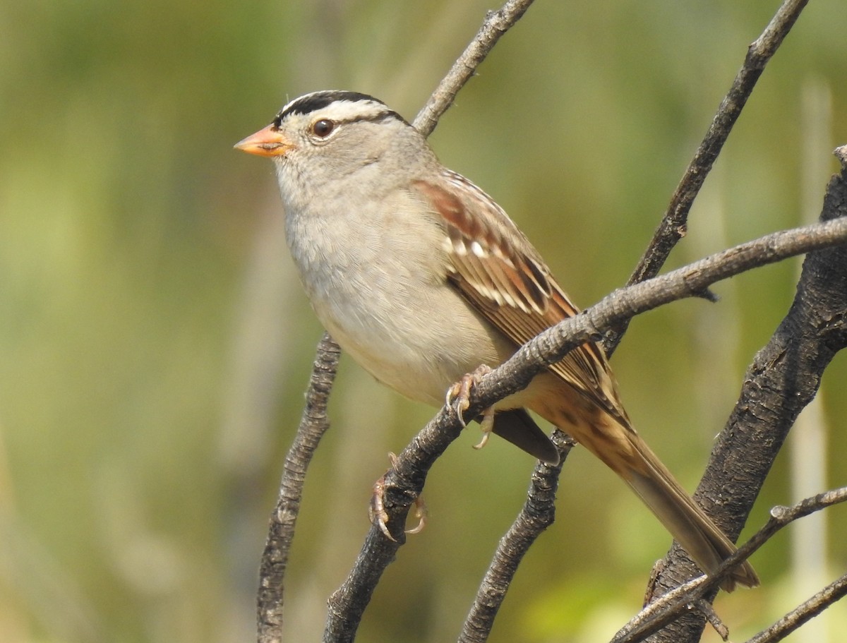 White-crowned Sparrow - ML483142771