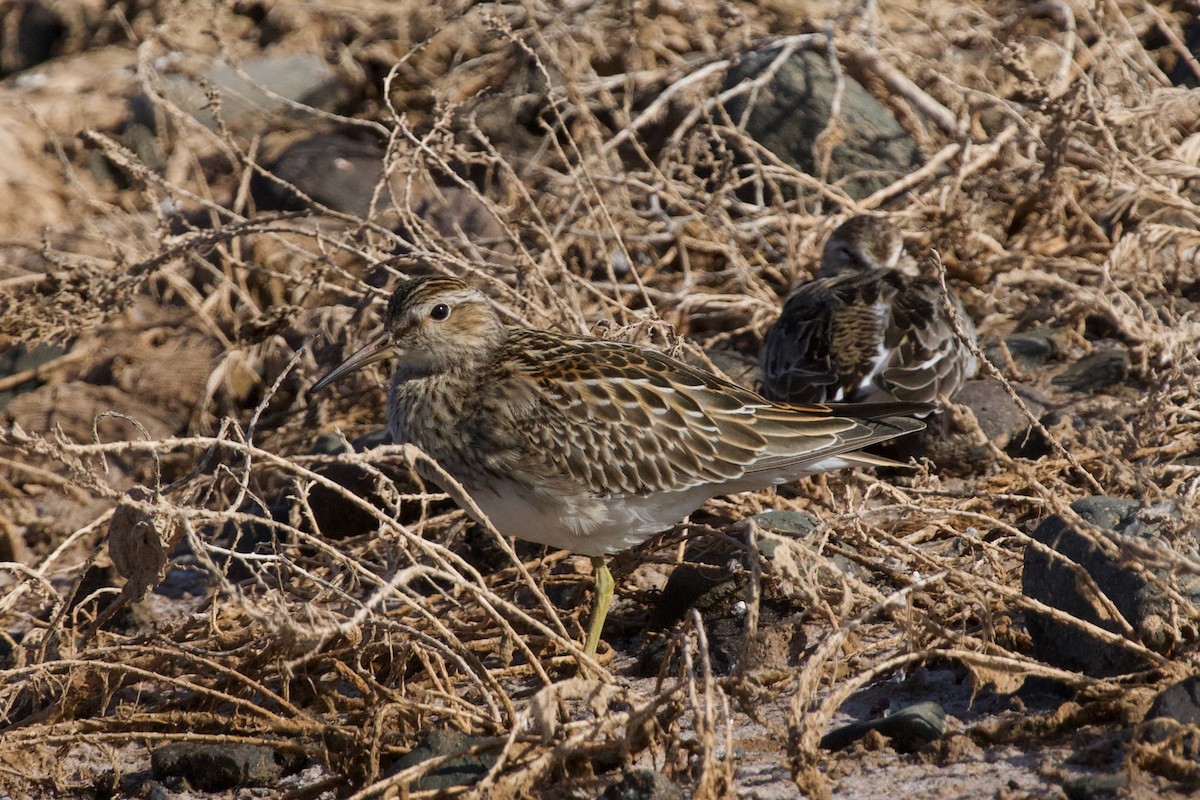 Graubrust-Strandläufer - ML483142981