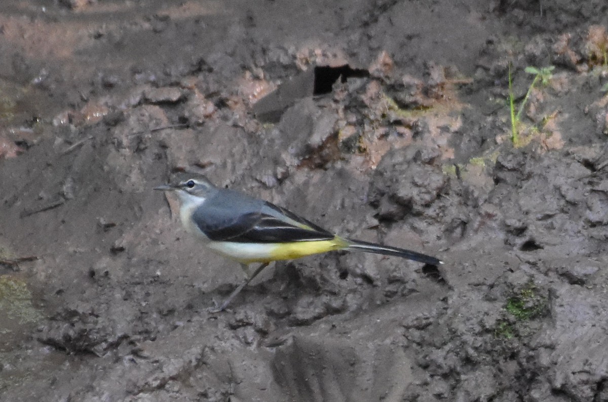 Gray Wagtail - ML483143491