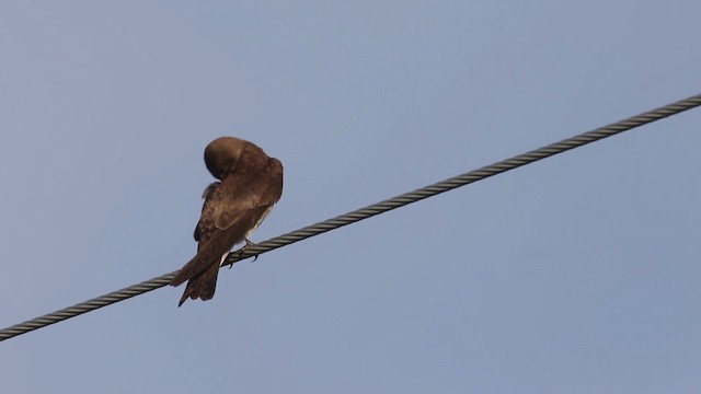 Hirondelle à ailes hérissées (groupe serripennis) - ML483145