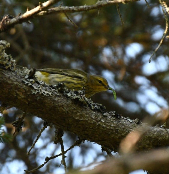 Cape May Warbler - ML483145241