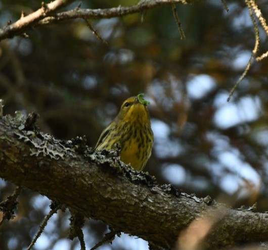 Cape May Warbler - ML483145251