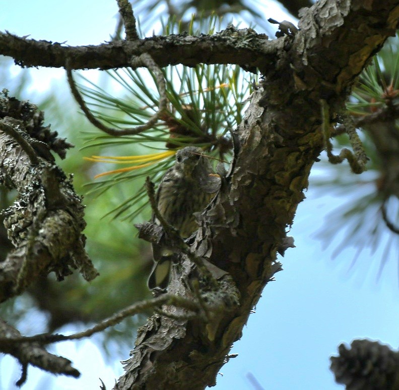 Cape May Warbler - ML483145691