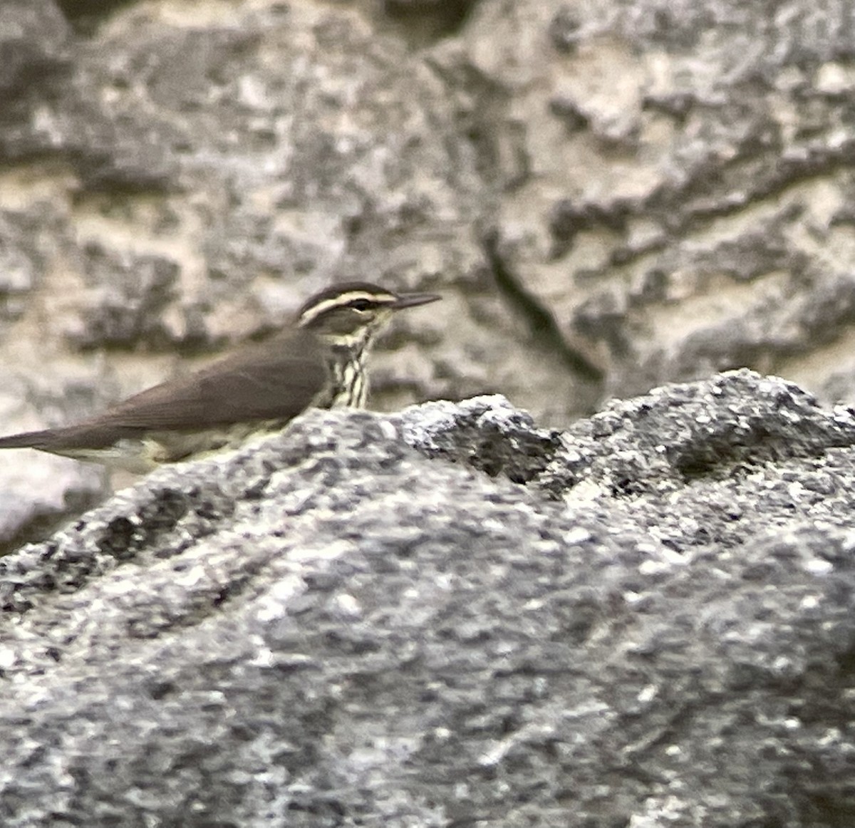 Northern Waterthrush - ML483145981