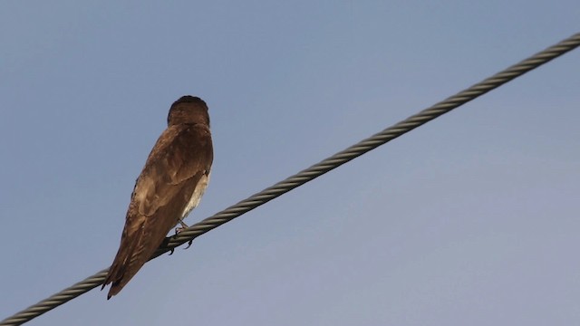 Hirondelle à ailes hérissées (groupe serripennis) - ML483146