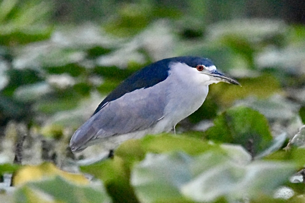 Black-crowned Night Heron - Janet Brooks