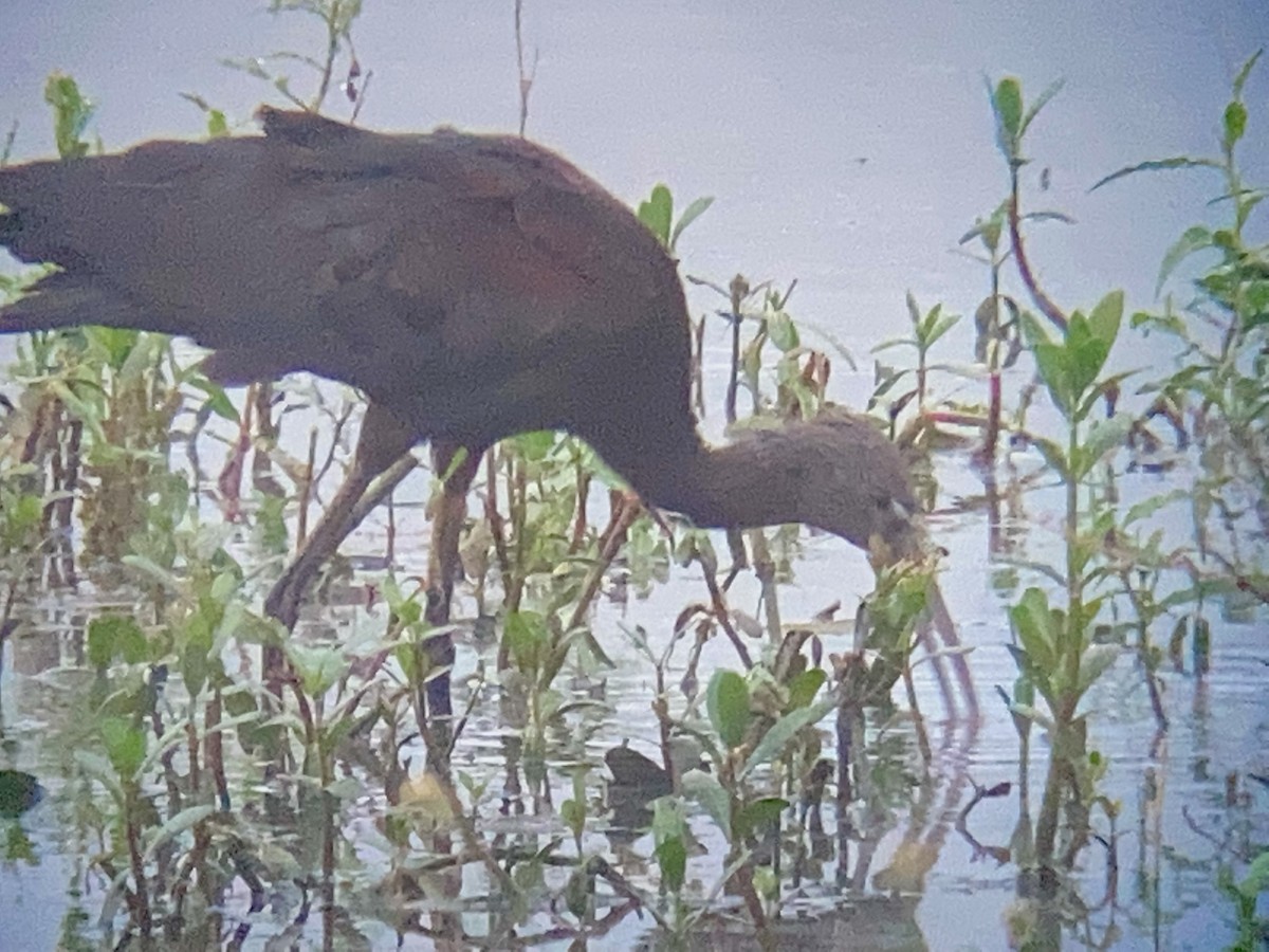 Glossy Ibis - ML483147551