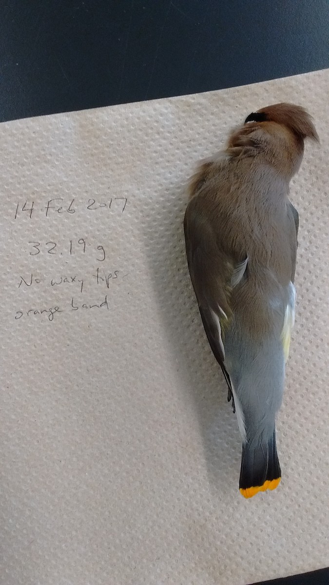 Cedar Waxwing - ML48314771