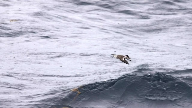 White-faced Storm-Petrel - ML483148021