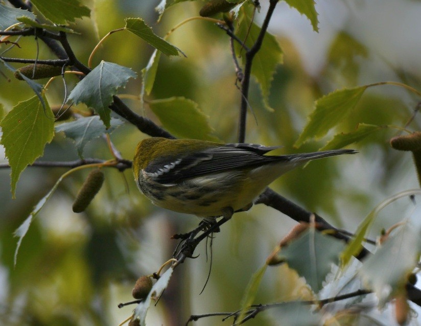 Grünmantel-Waldsänger - ML483148121