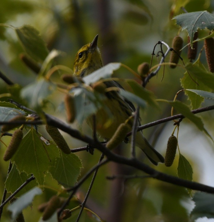 Black-throated Green Warbler - ML483148141