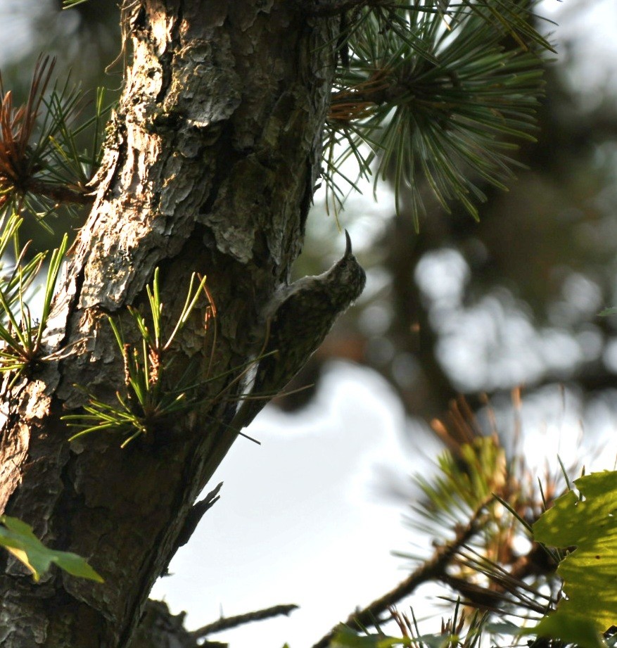 Brown Creeper - ML483148501