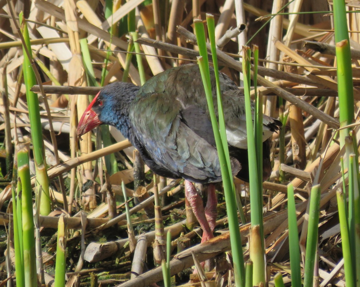 African Swamphen - ML483148631