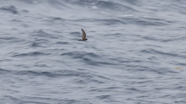 Leach's Storm-Petrel - ML483148661