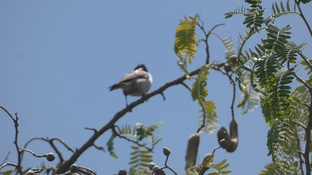 スミレコバシタイヨウチョウ - ML483148851