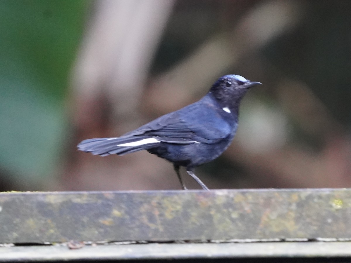 White-tailed Robin - Richard Maarschall