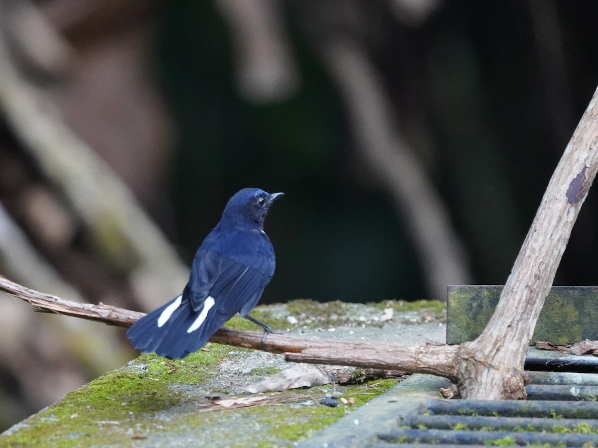 White-tailed Robin - Richard Maarschall