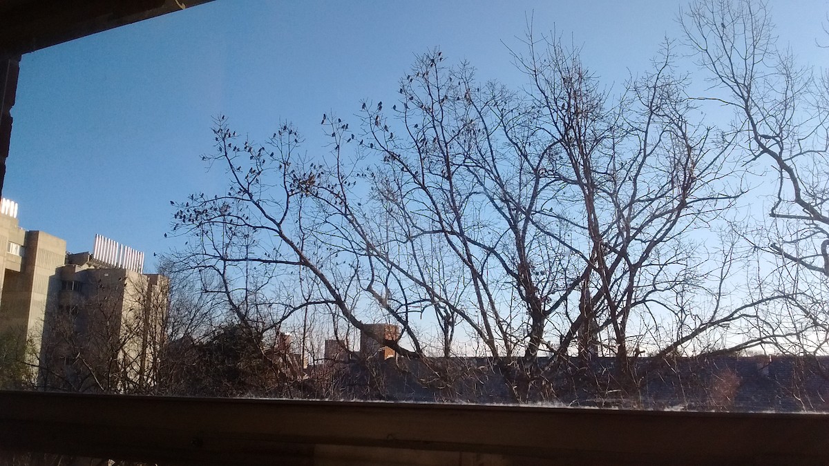 Cedar Waxwing - ML48314981