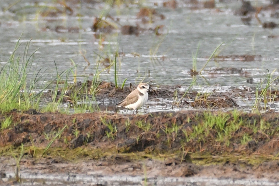 Kentish Plover - ML483150621