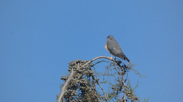 Rufous-breasted Sparrowhawk - ML483150891