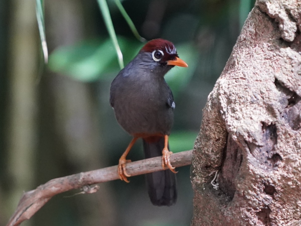 Chestnut-capped Laughingthrush - ML483150971