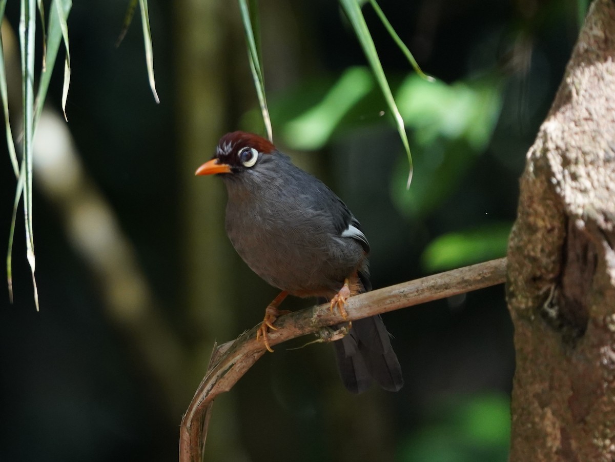 Chestnut-capped Laughingthrush - ML483150981