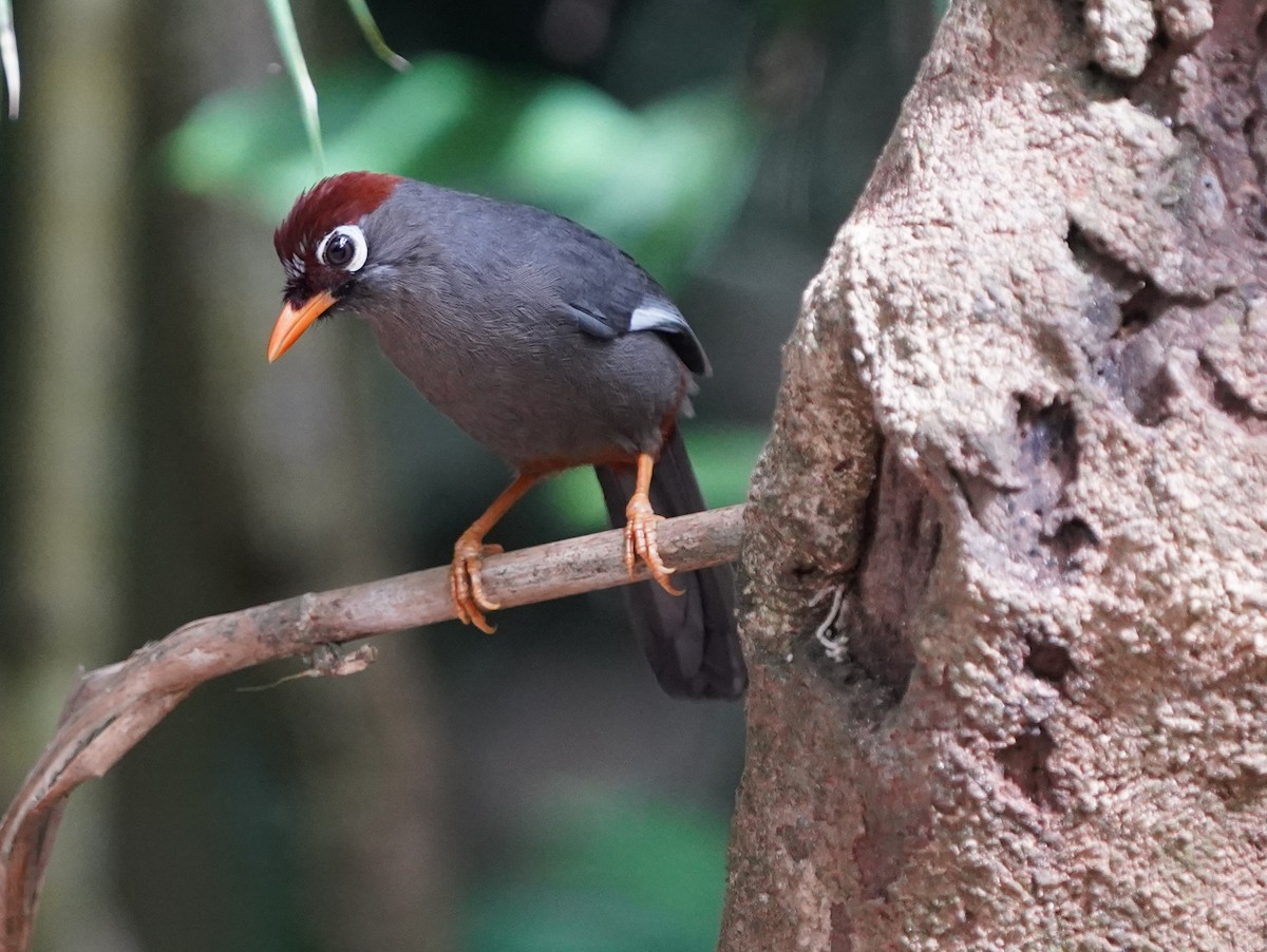 Chestnut-capped Laughingthrush - ML483150991