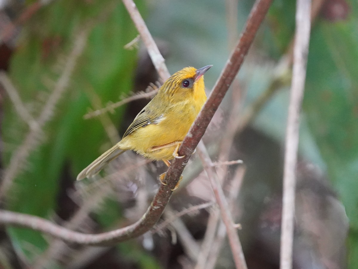 Golden Babbler - Richard Maarschall